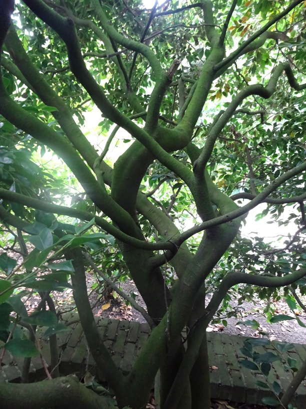 isu-tree-nvbt
